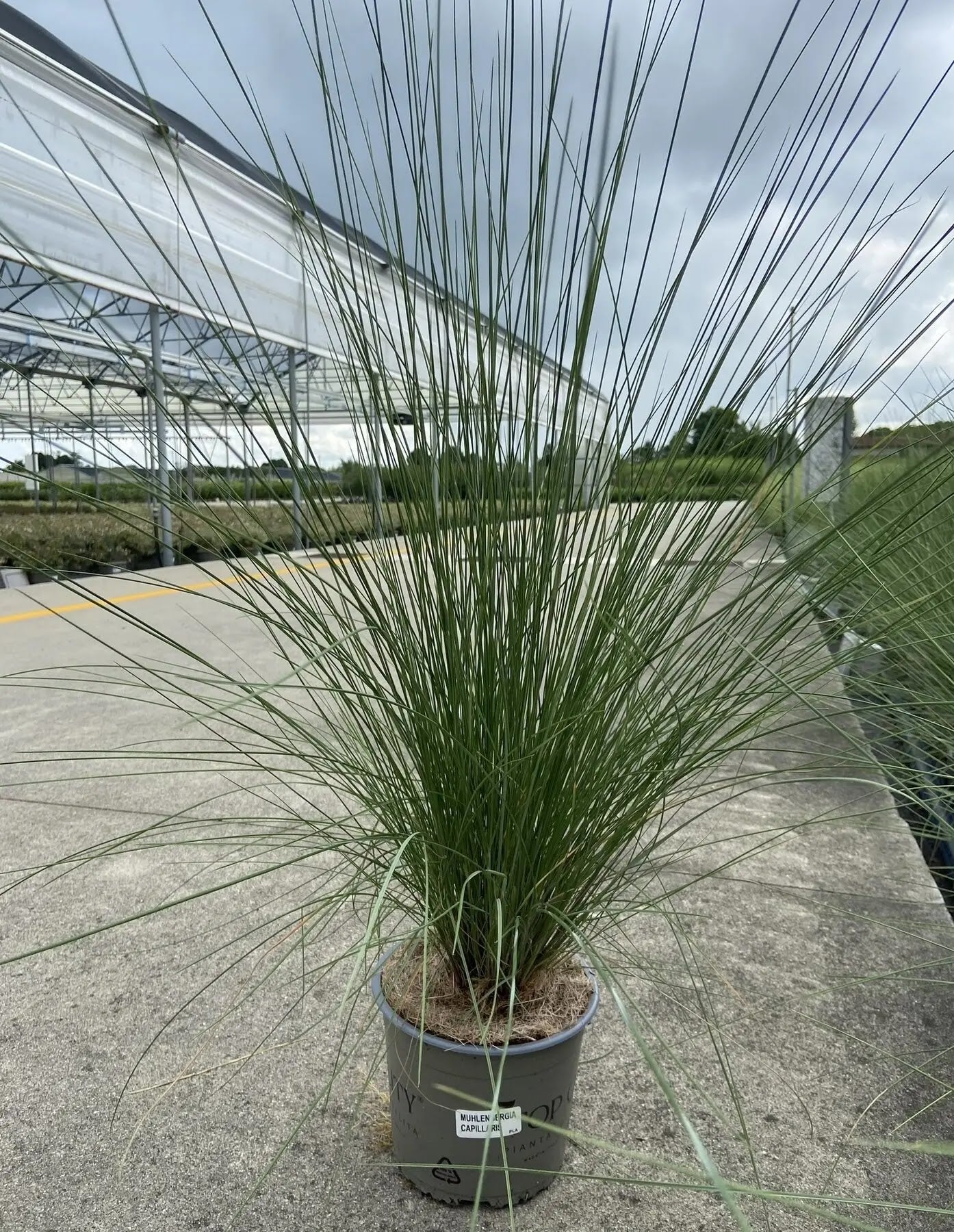 Dettaglio dei fiori rosa della Muhlenbergia capillaris con fogliame verde brillante