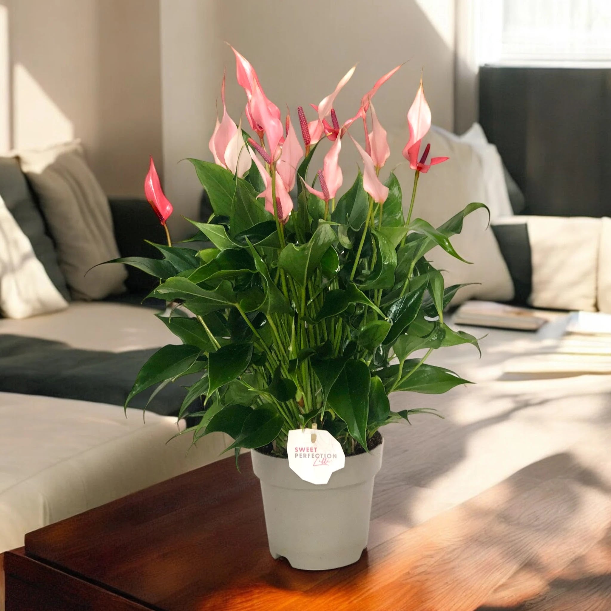 Anthurium 'Lilli' con spate rosa pallido e foglie verdi lucide in vaso decorativo da interno