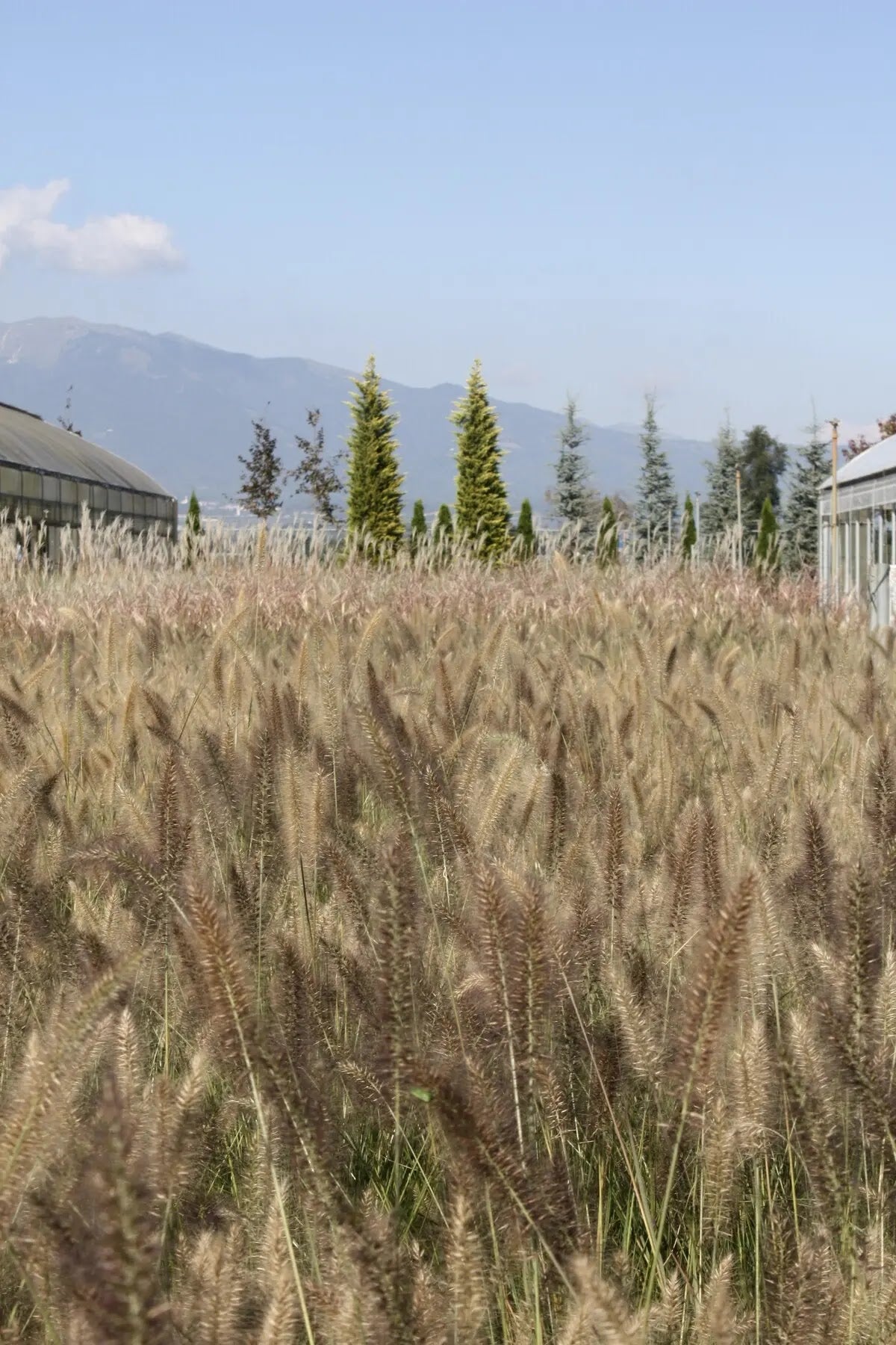 Pennisetum Moudry con spighe viola scuro a fine estate