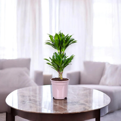 Dracaena fragrans Compacta in vaso, pianta da interno con foglie verde scuro disposte a rosetta