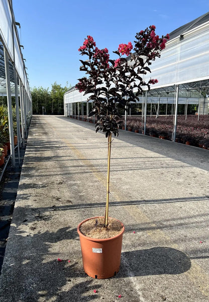 Lagerstroemia indica 'Black Solitaire Red Hot'