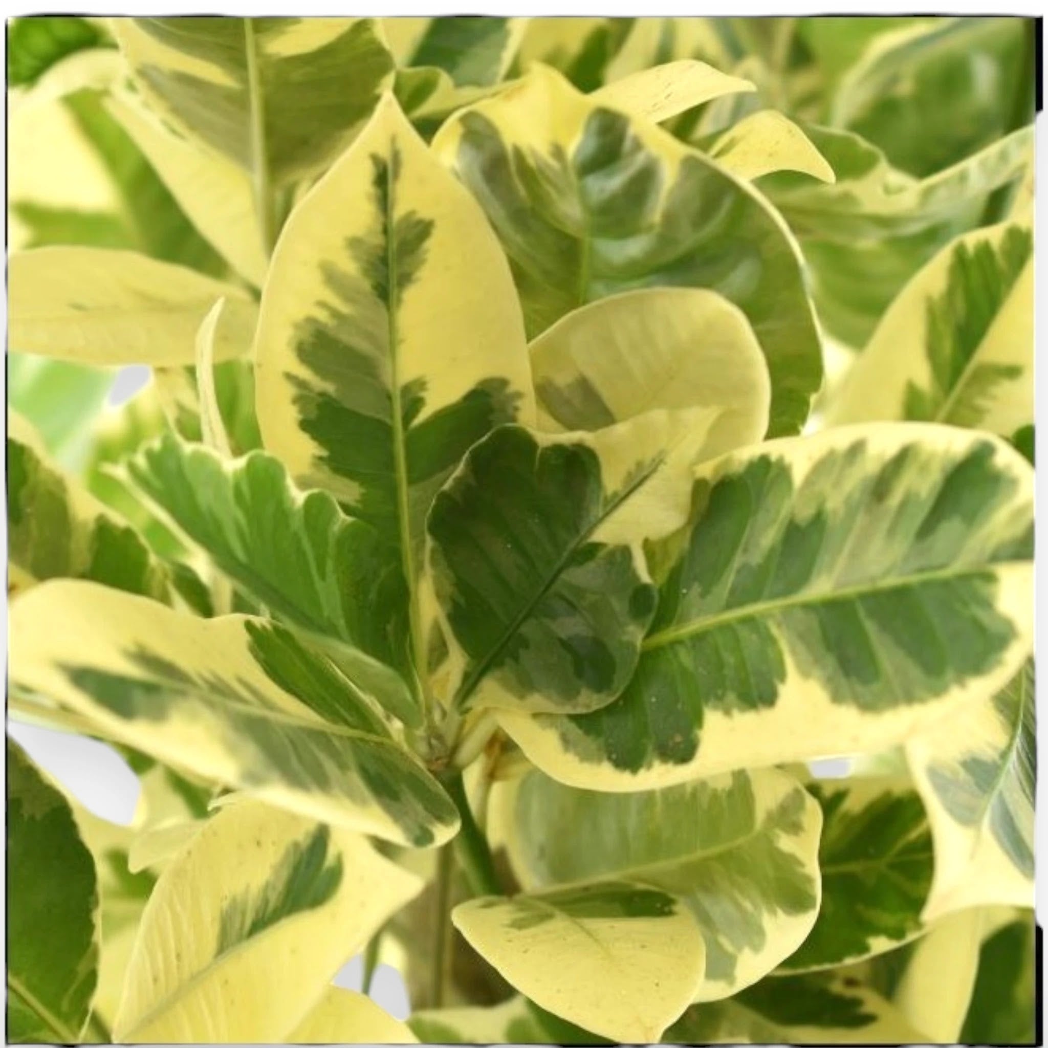 Codiaeum variegatum Eburneum, croton con foglie verdi e crema in vaso decorativo da interno