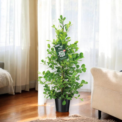Ficus microcarpa 'Moclame'