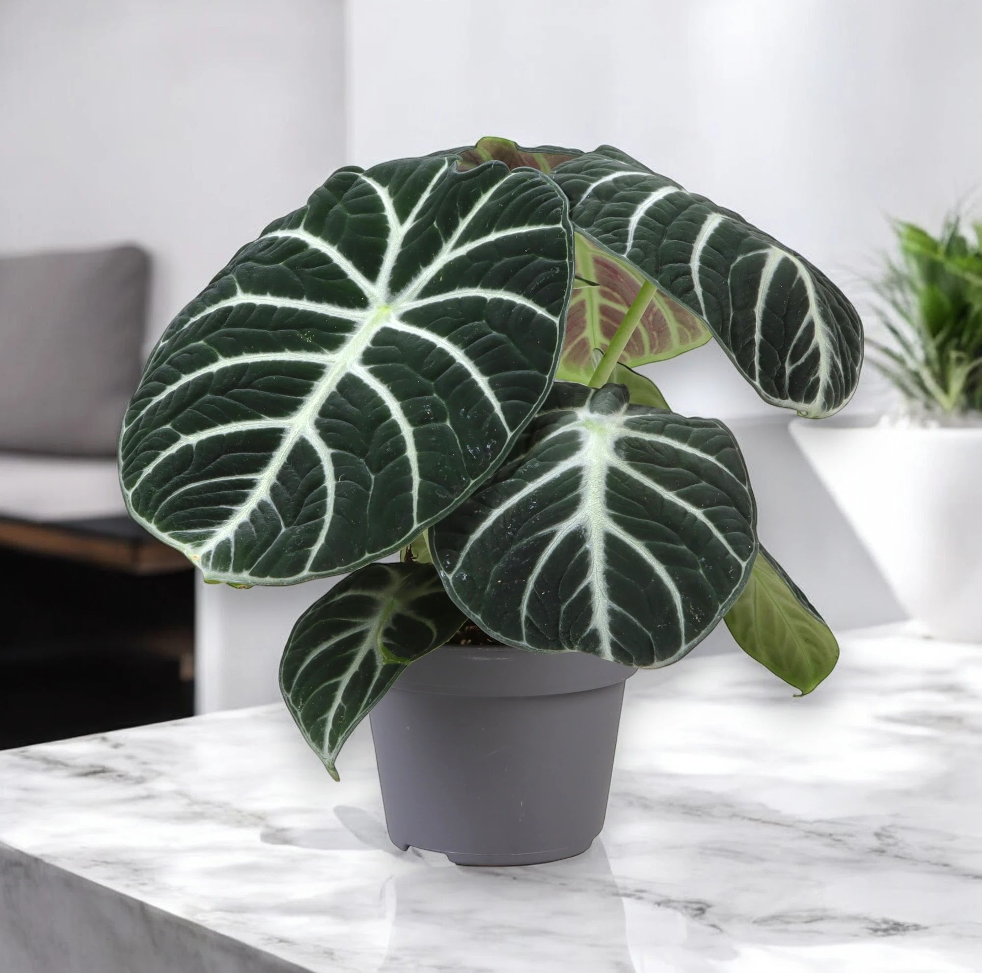 Alocasia 'Ninja'