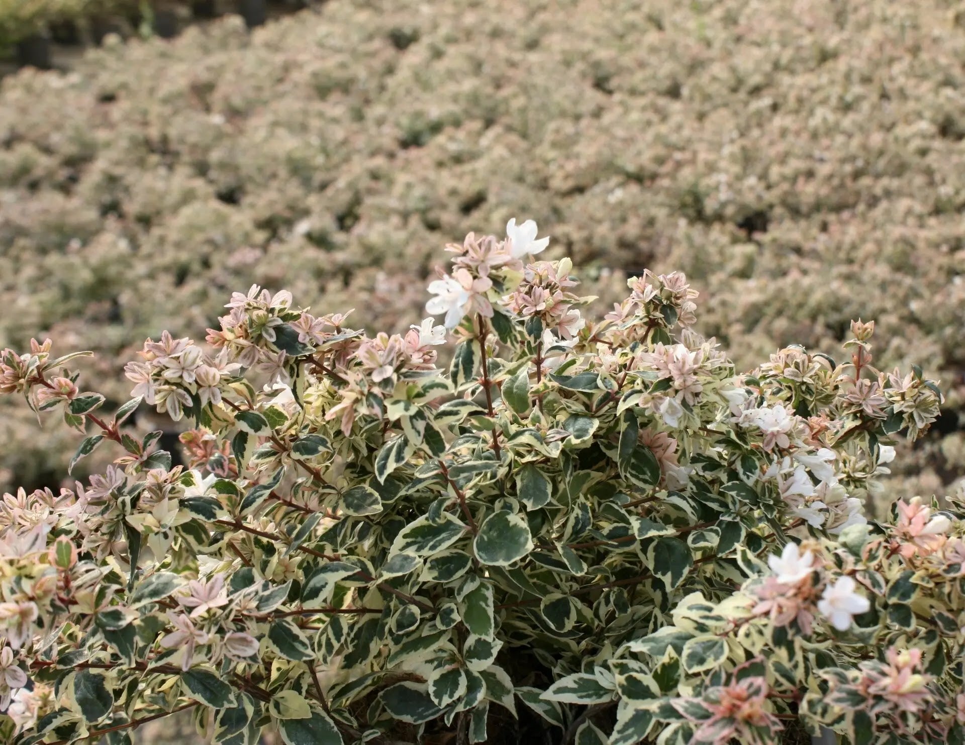 Abelia grandiflora