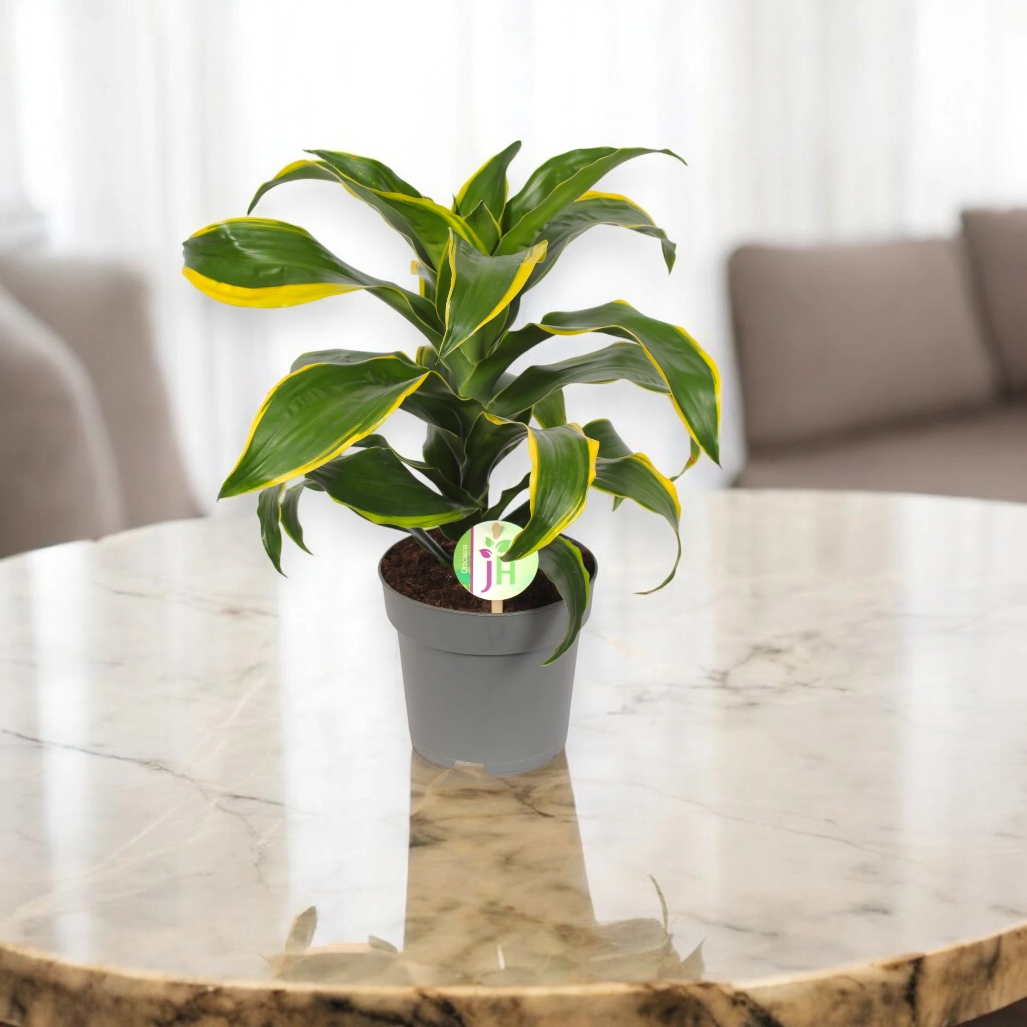 Dracaena fragrans 'Dorado'