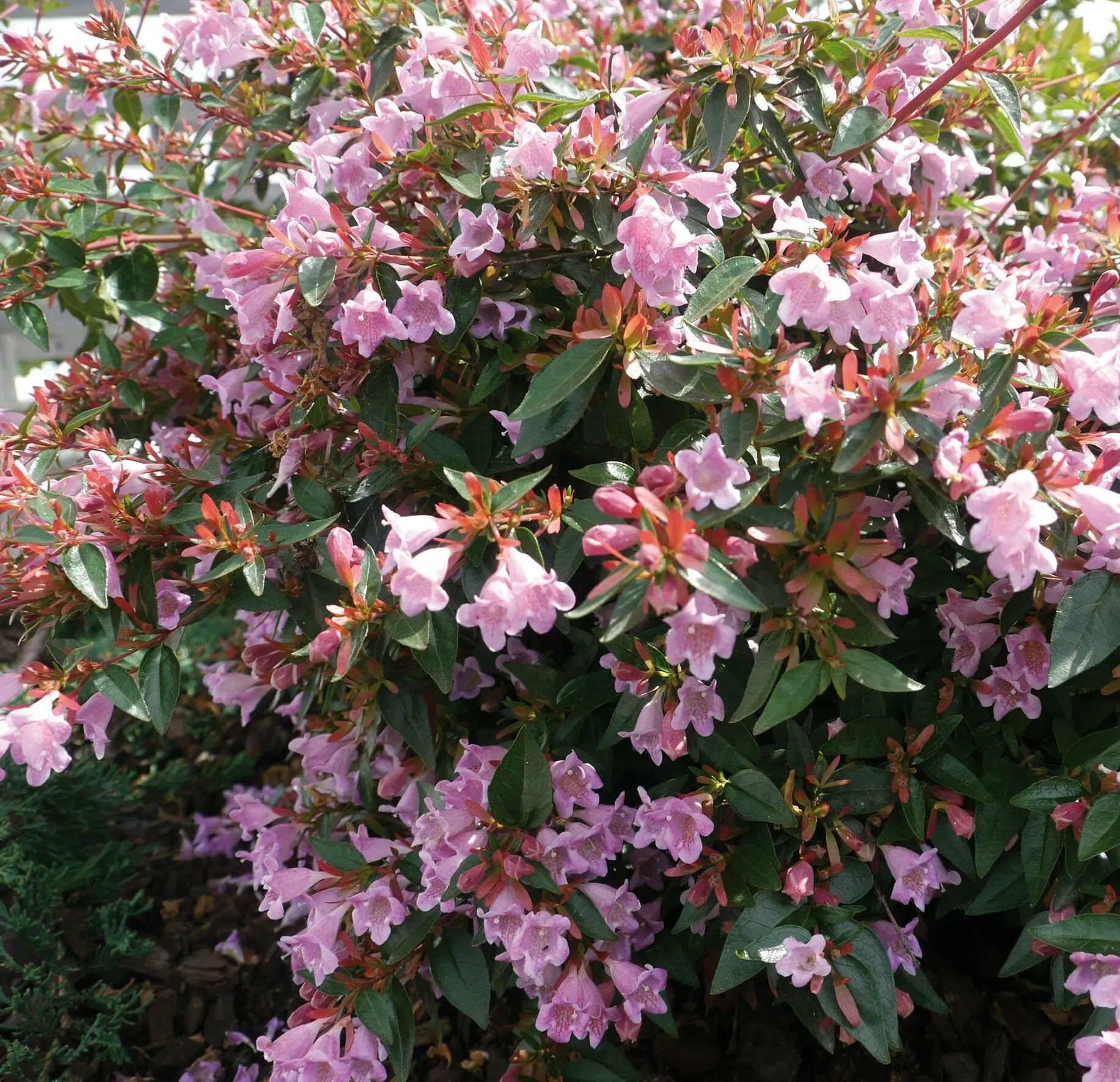Abelia grandiflora Edward Goucher, arbusto sempreverde compatto con fogliame verde lucido in giardino
