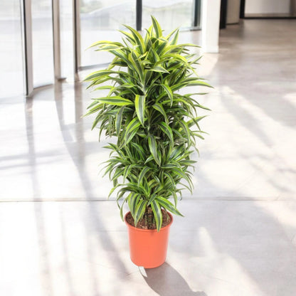 Nandina domestica 'Lemon-Lime'