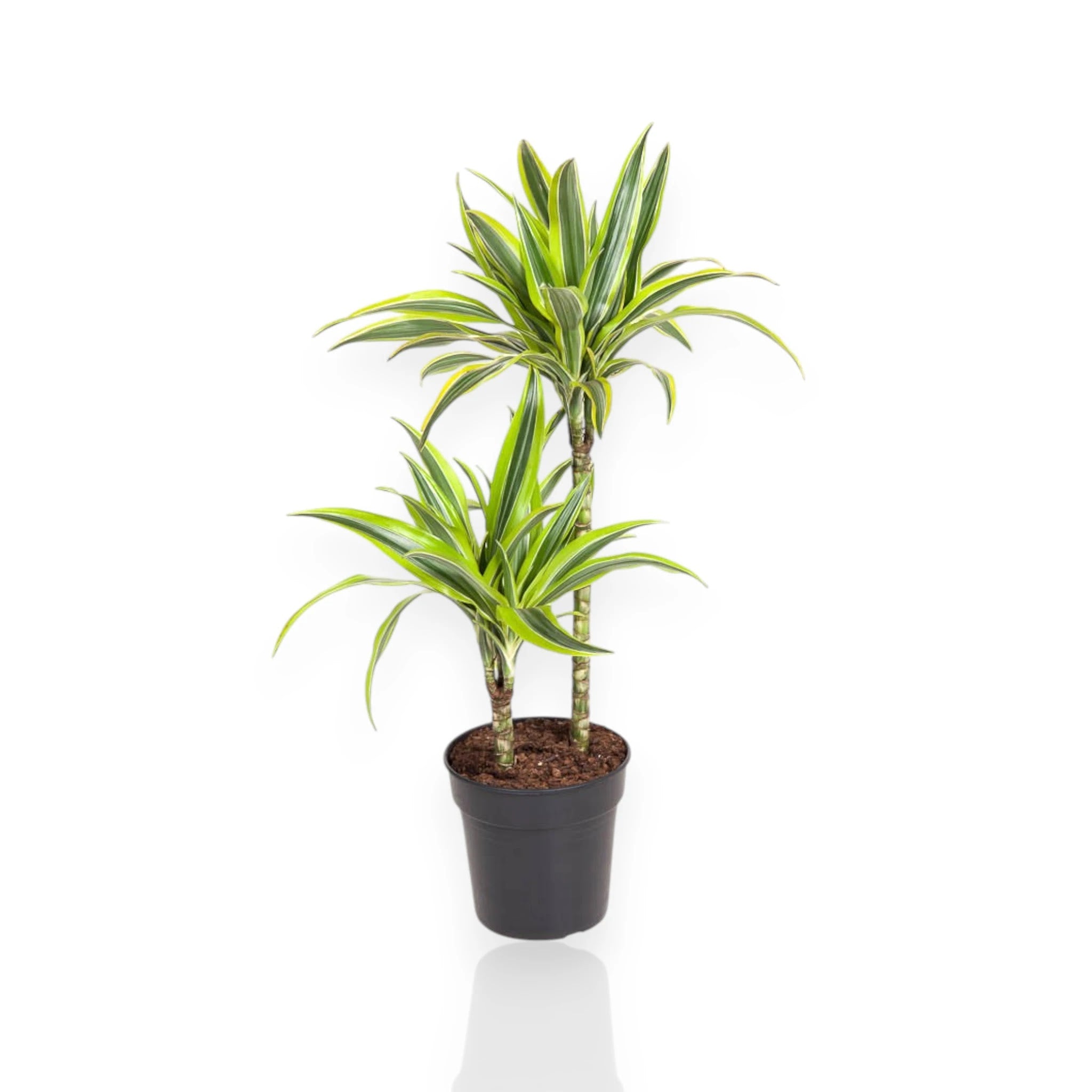 Dracaena fragrans 'Lemon Lime'