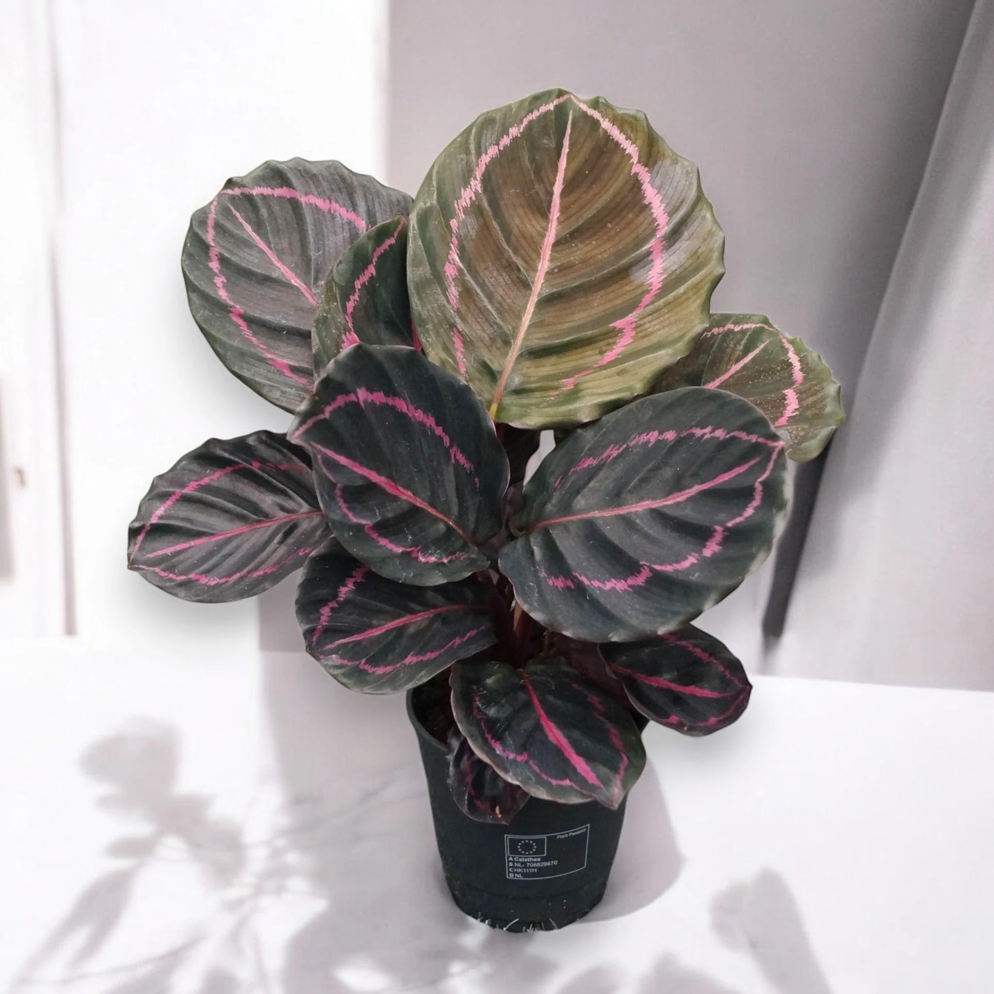 Dettaglio foglia Calathea Dottie viola con venature rosa shocking e rovescio bordeaux
