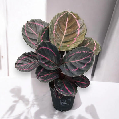 Dettaglio foglia Calathea Dottie viola con venature rosa shocking e rovescio bordeaux