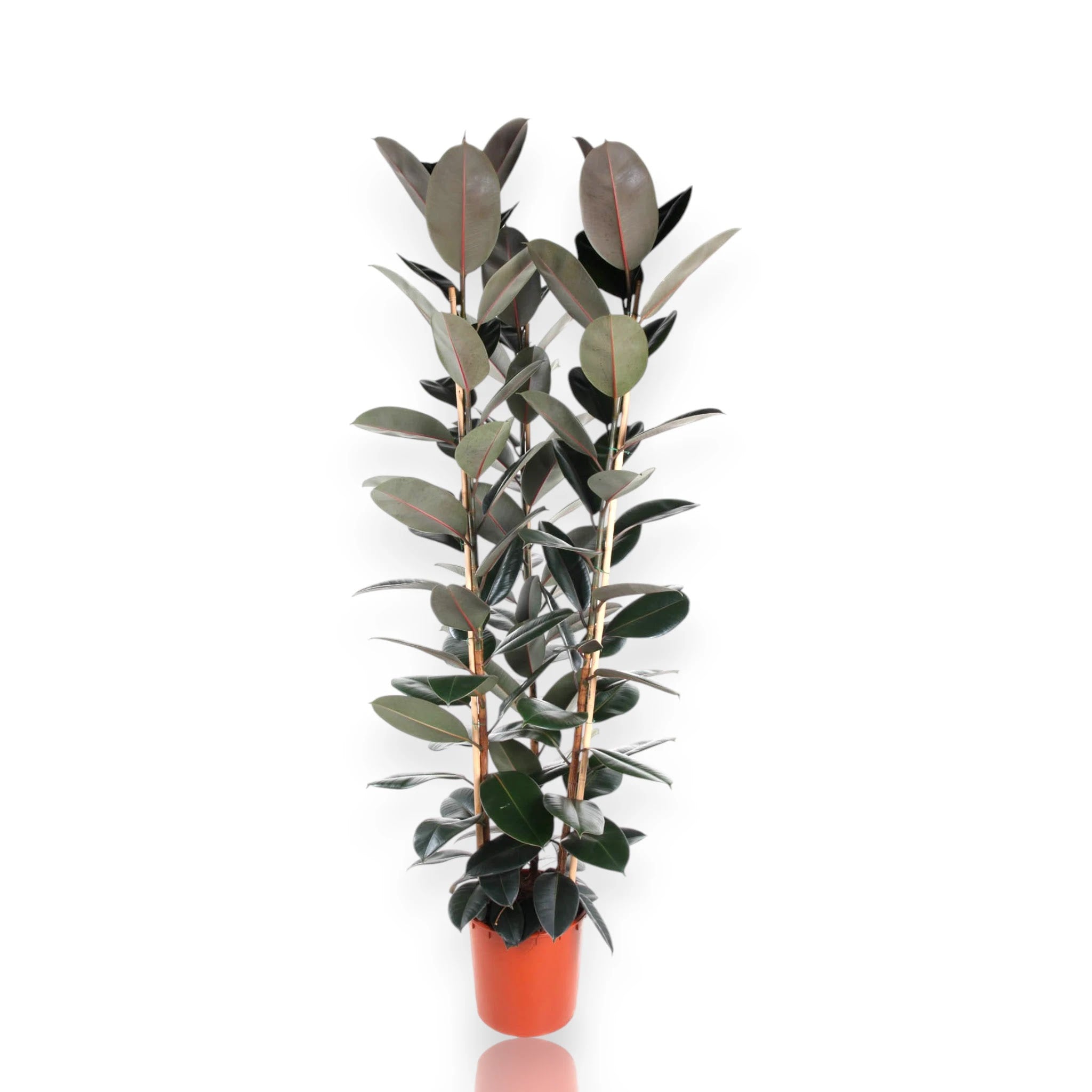 Ficus elastica 'Abidjan'