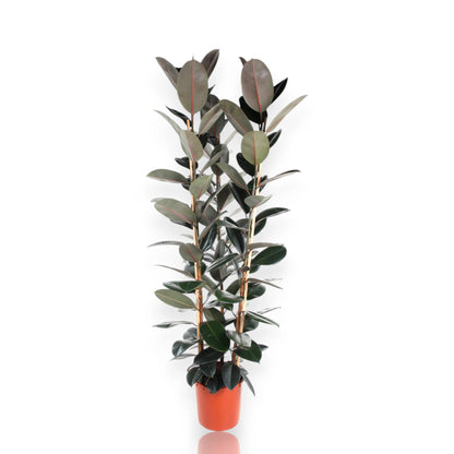 Ficus elastica 'Abidjan'