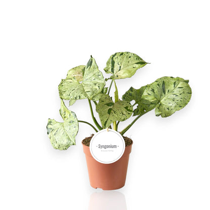 Syngonium Green Splash con foglie sagittate macchiettate di verde chiaro in vaso bianco da interno