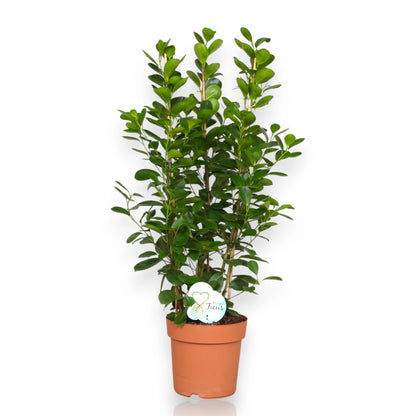 Ficus microcarpa 'Moclame'