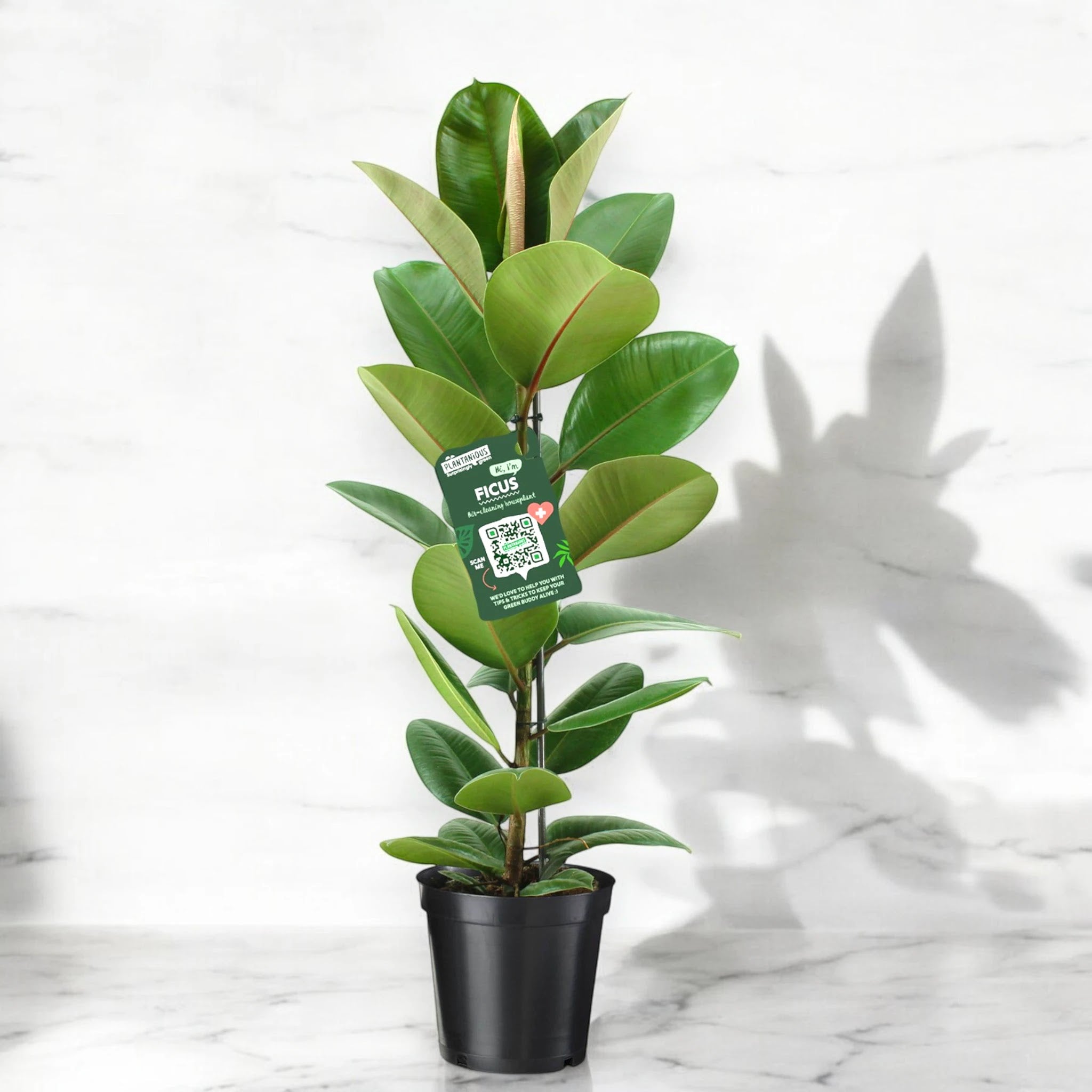 Dettaglio foglia verde lucida coriacea di Ficus elastica Robusta