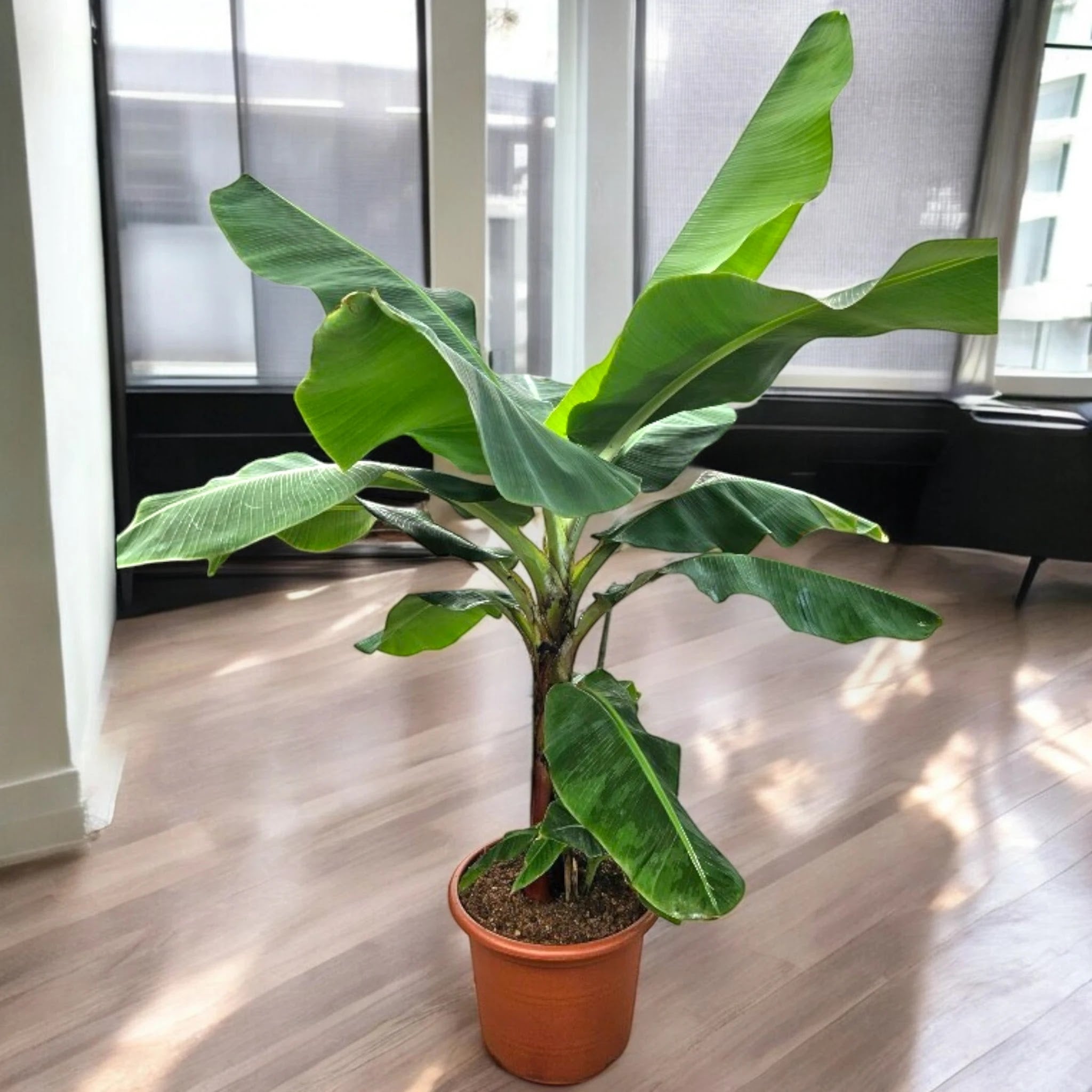 Musa 'Dwarf Cavendish'