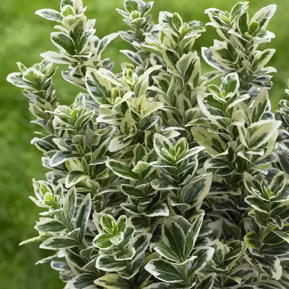 Euonymus japonicus White Spire cespuglio con foglie verdi bordate di bianco in giardino