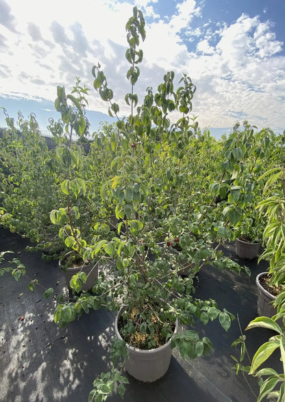 Dettaglio fiori gialli del Cornus mas raggruppati in piccole ombrelle sui rami