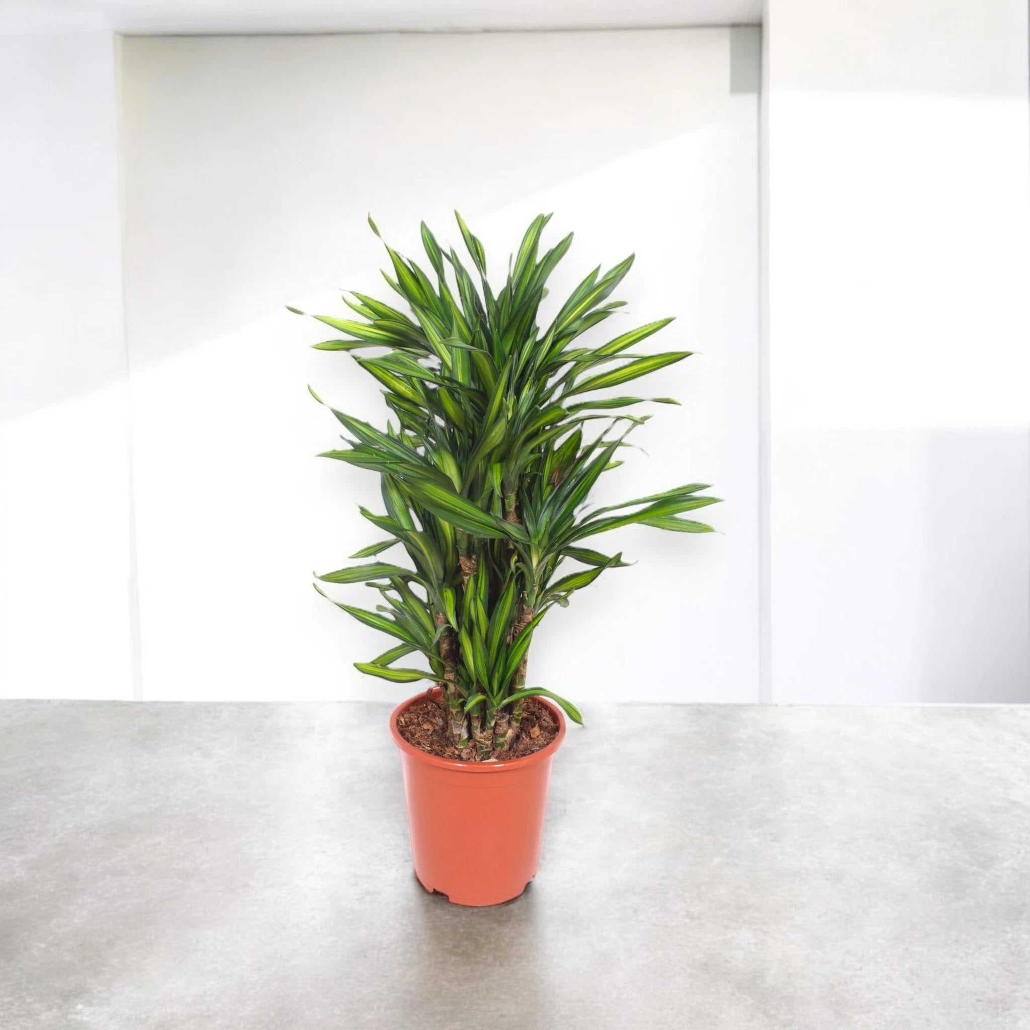 Dracaena fragrans 'Riki'