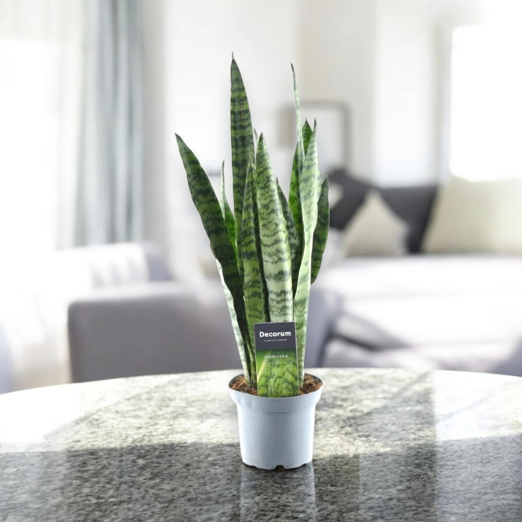 Sansevieria zeylanica