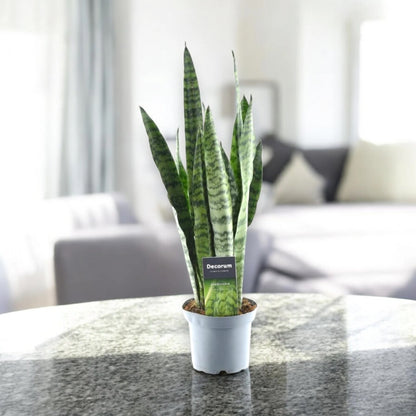 Sansevieria zeylanica