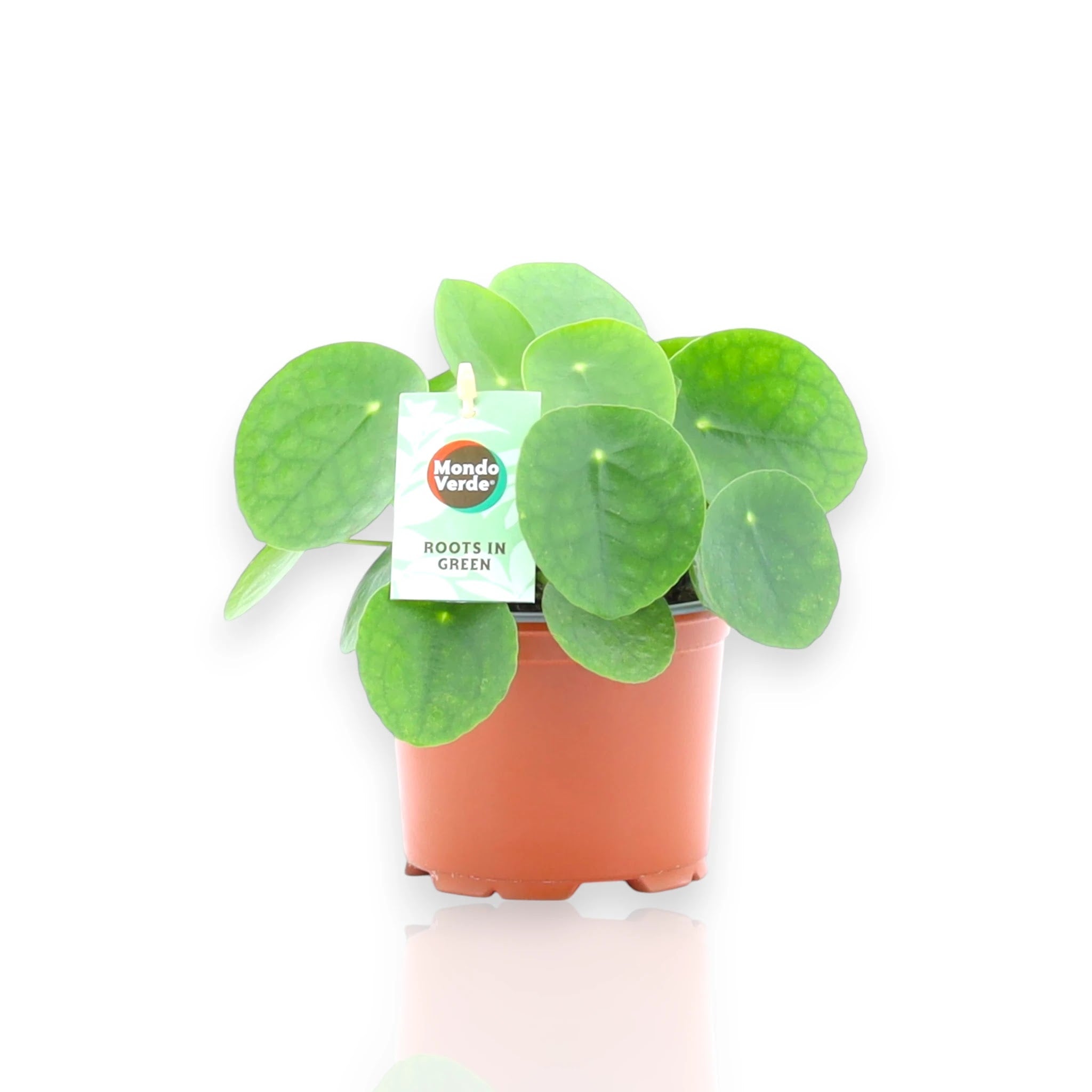 Pilea peperomioides