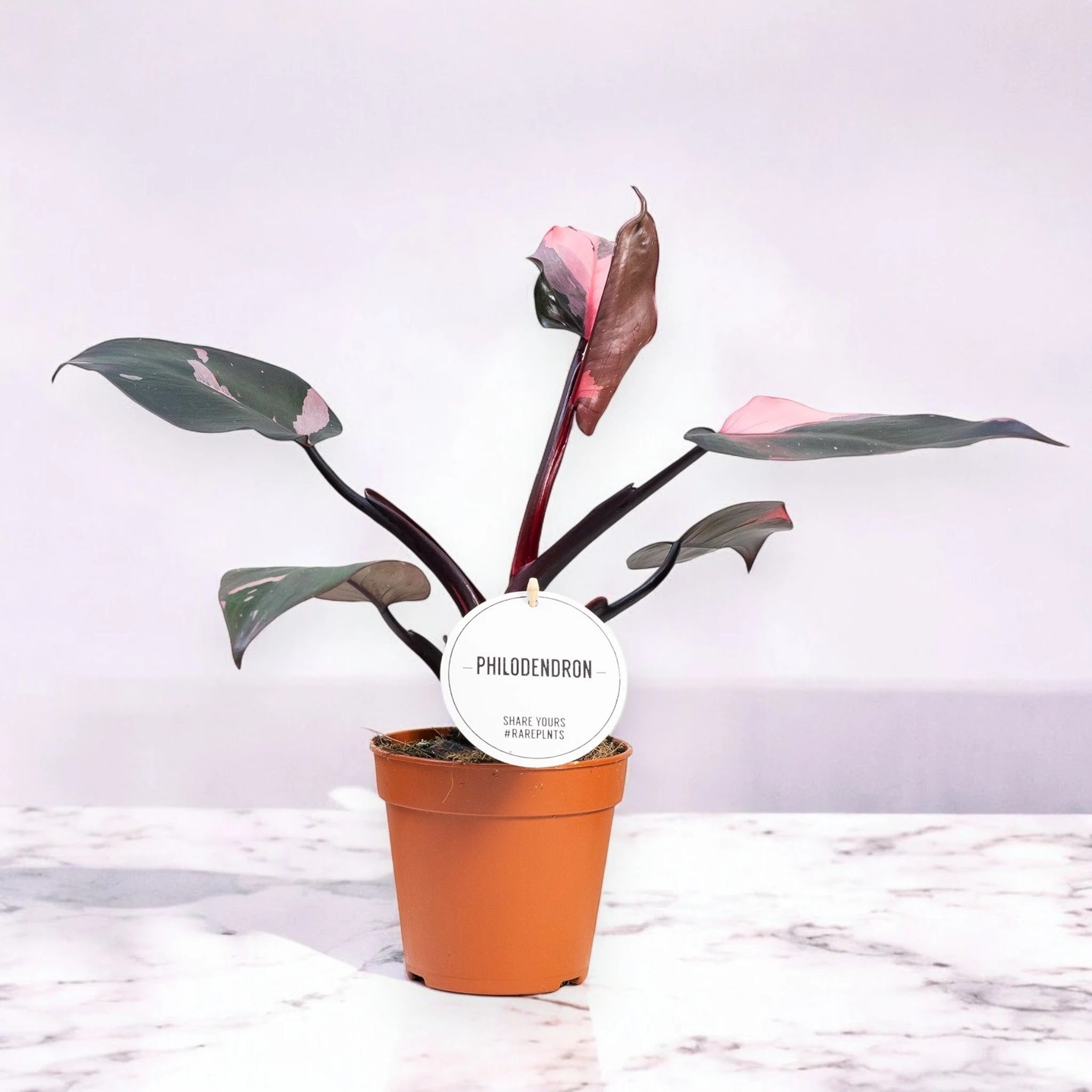 Philodendron 'Burgundy Prince'