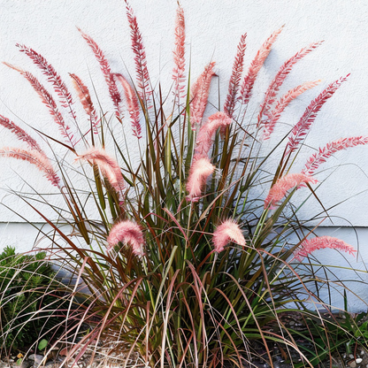 Pennisetum orientale in giardino con spighe piumose argentate