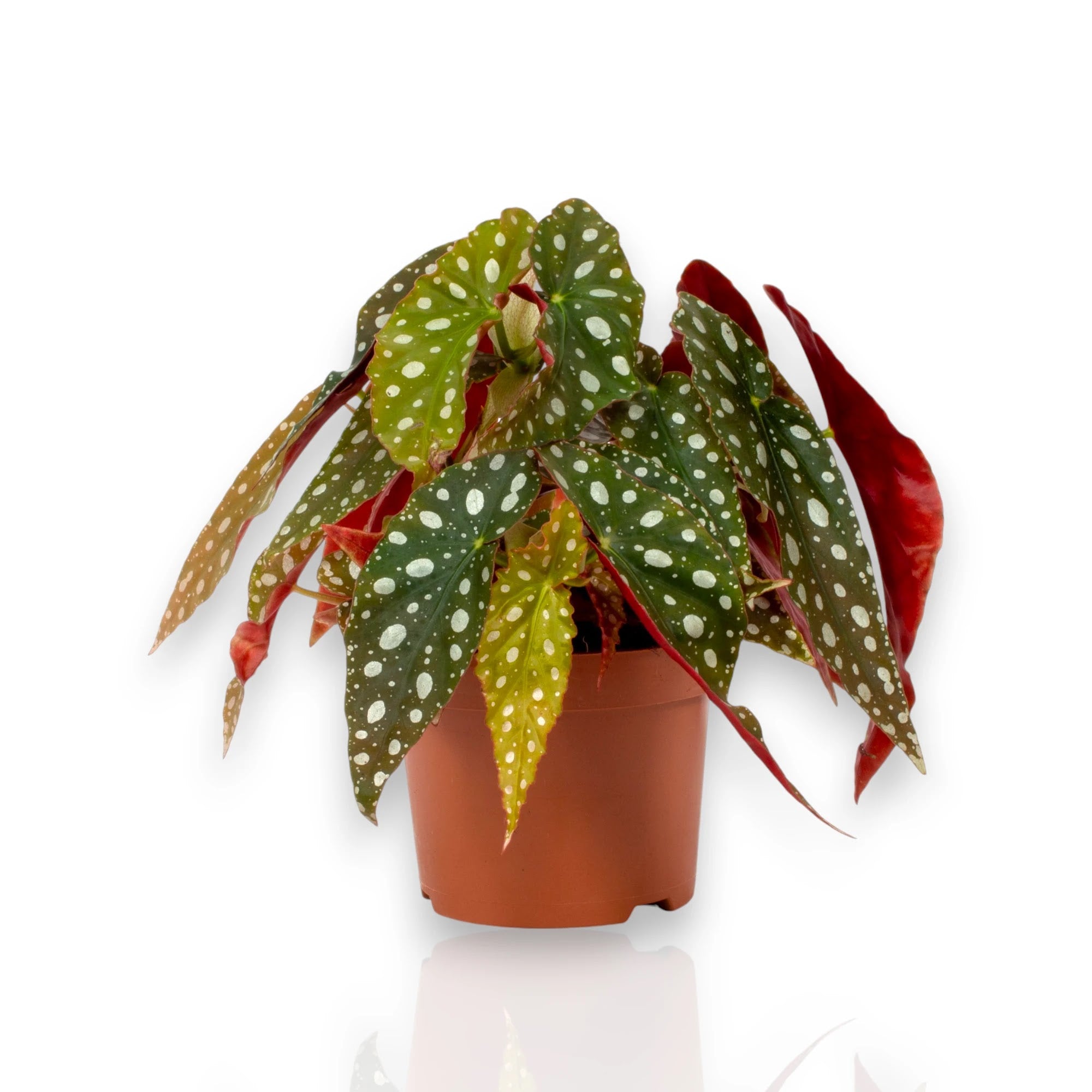 Begonia maculata con foglie verdi a pois argentei in vaso, pianta da interno elegante