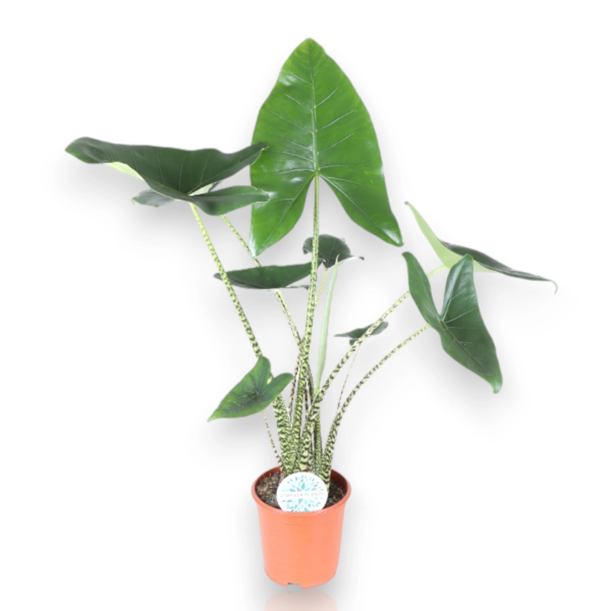 Alocasia zebrina