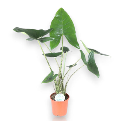 Alocasia zebrina