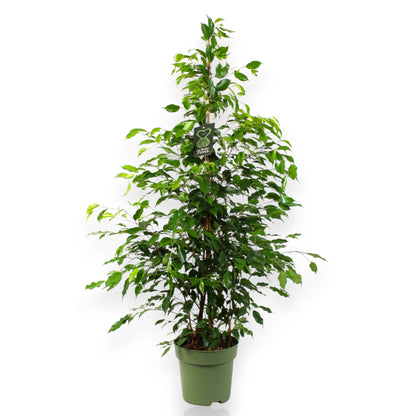 Ficus benjamina Exotica con fogliame variegato bianco-verde in vaso da interno