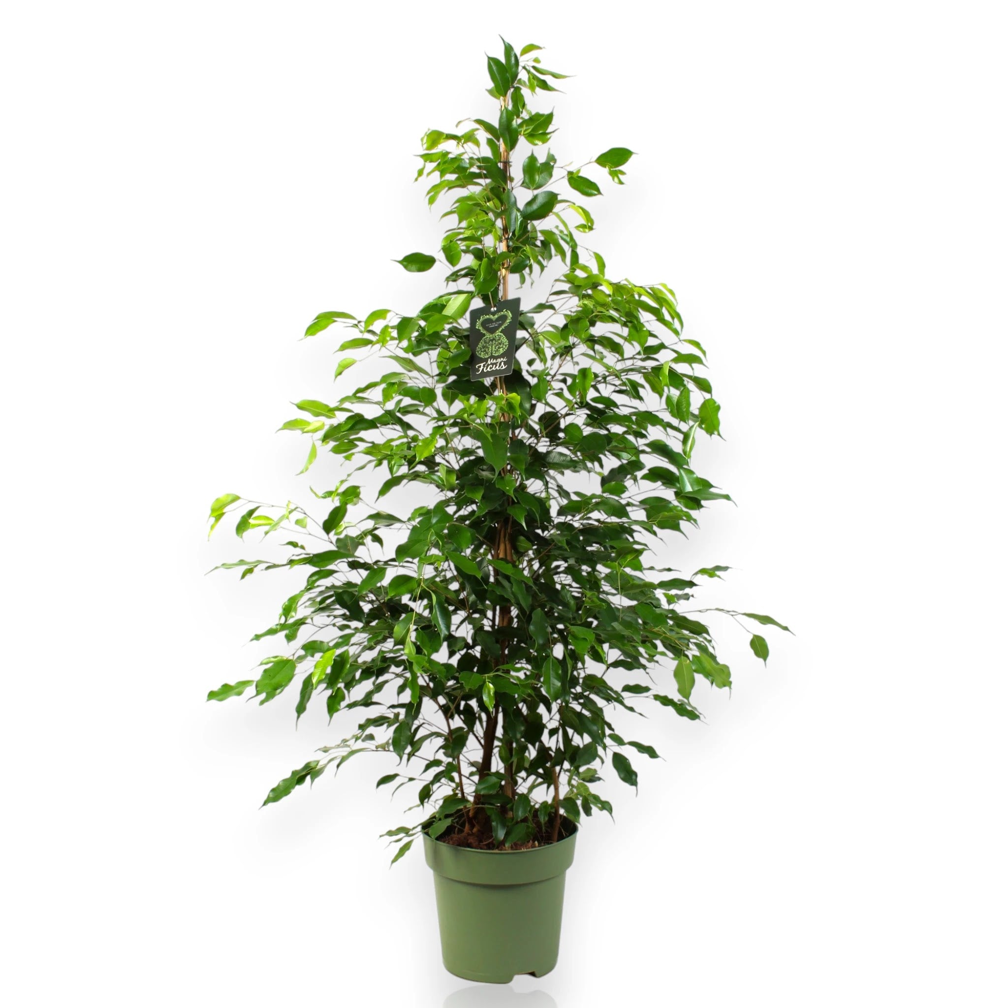 Ficus benjamina Exotica con fogliame variegato bianco-verde in vaso da interno