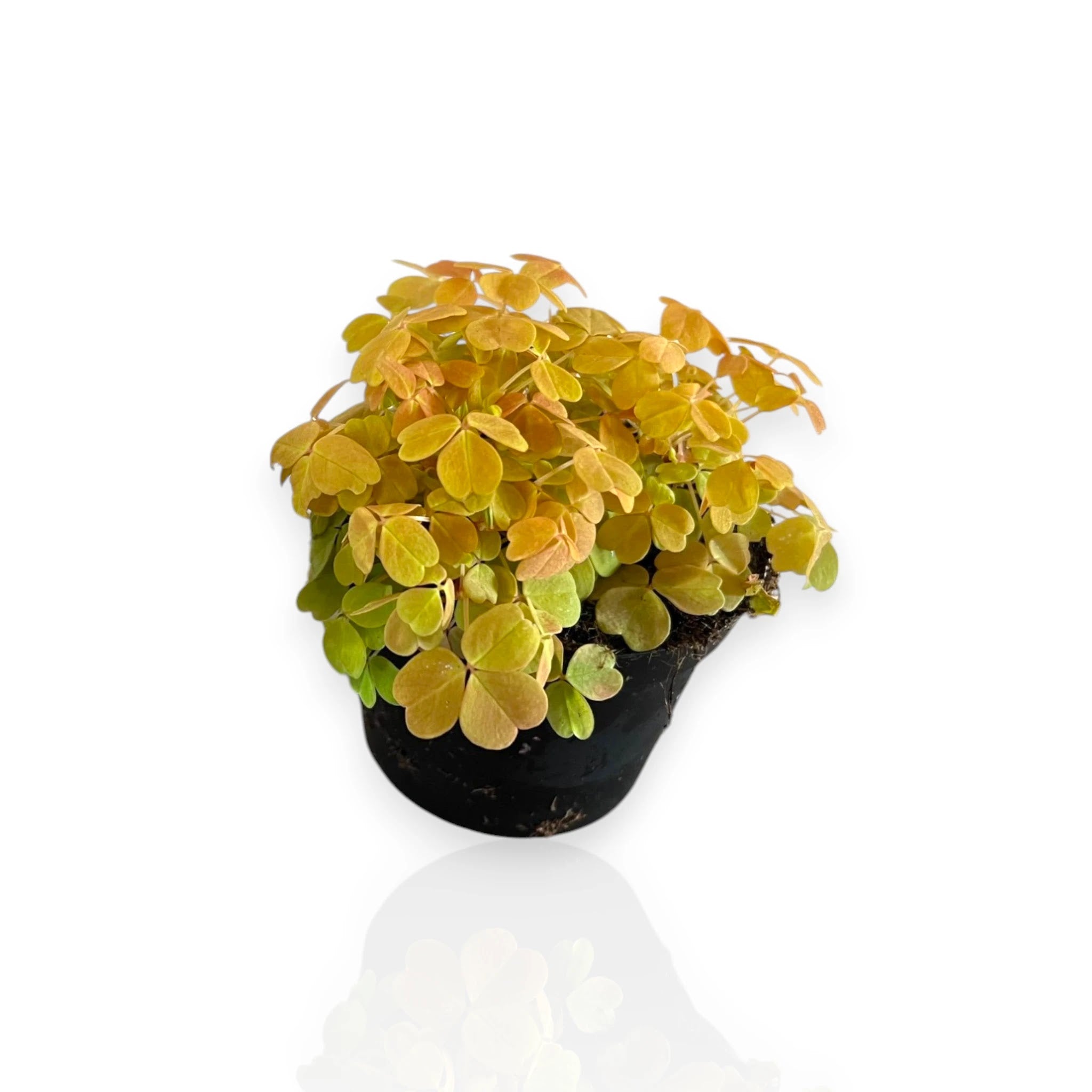 Oxalis triangularis gialla in vaso con foglie triangolari giallo-verde aperte alla luce