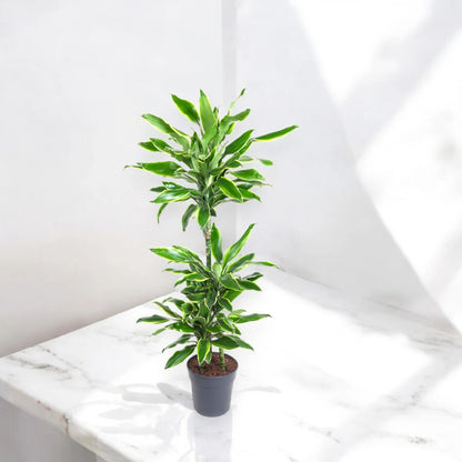 Dracaena fragrans 'Golden coast'