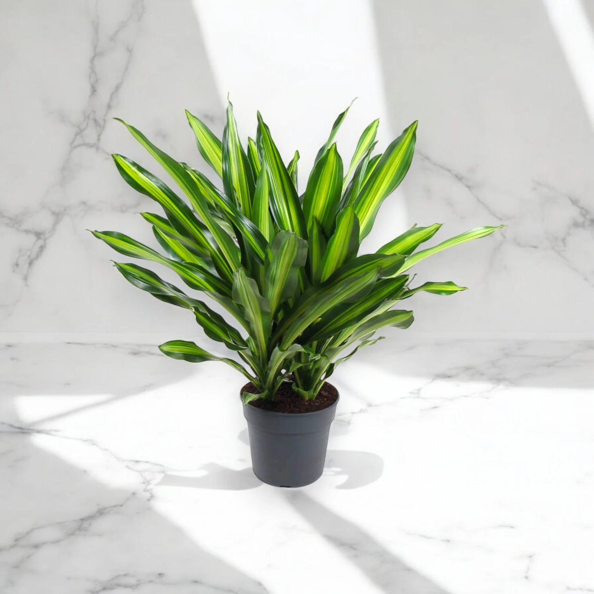 Dracaena fragrans 'Burley'