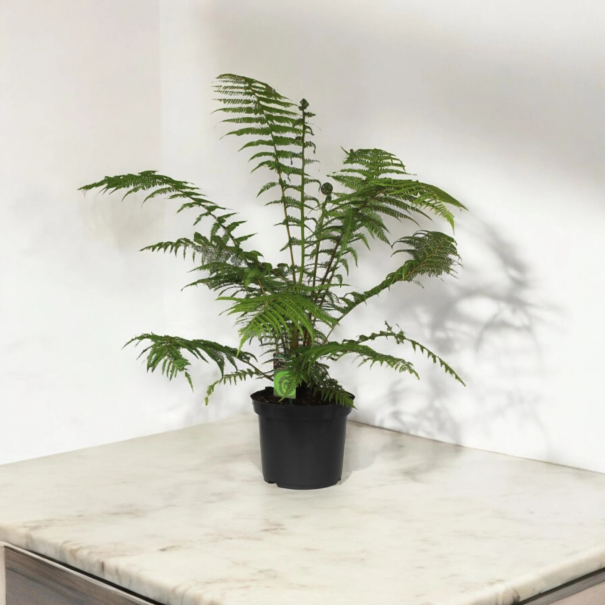 Dicksonia antarctica