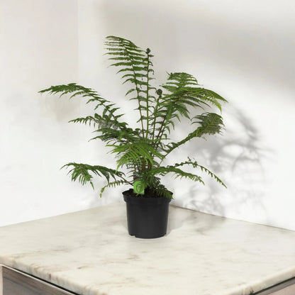 Dicksonia antarctica