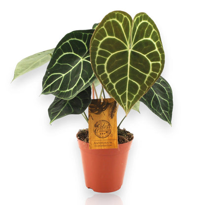 Anthurium clarinervium