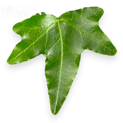 Dettaglio foglie caratteristiche di Edera Helix Jacobine con lobi ben definiti