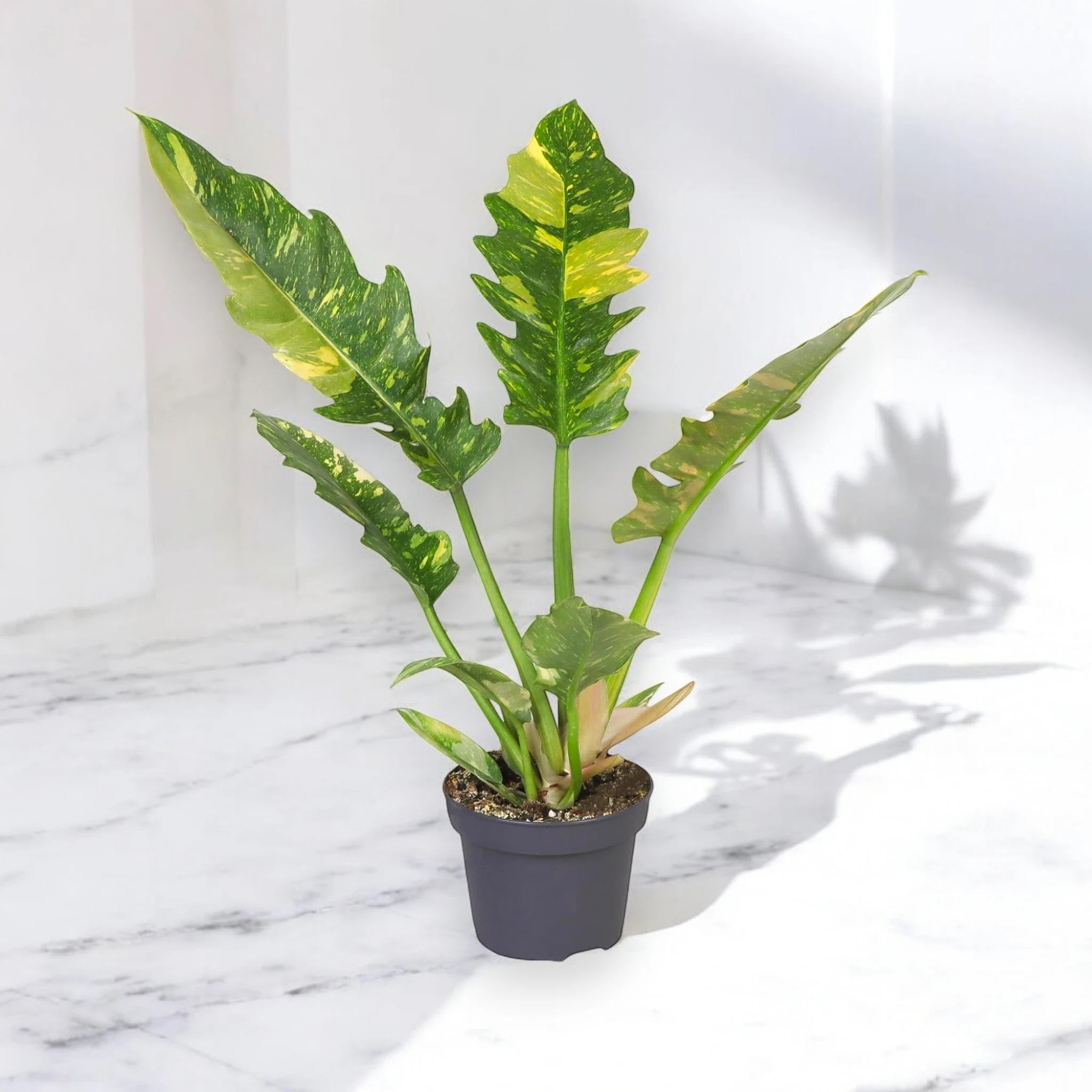 Philodendron ring of Fire