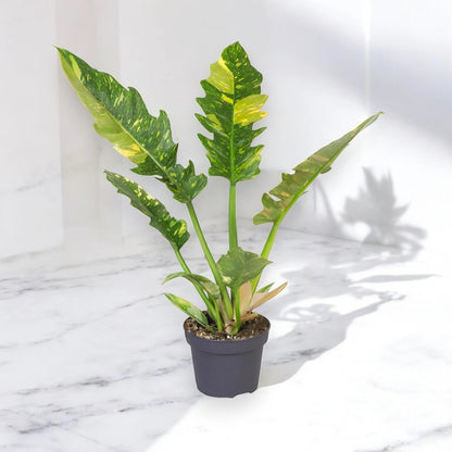 Philodendron ring of Fire
