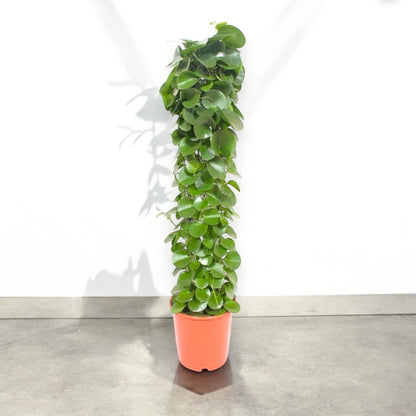 Cissus rotundifolia