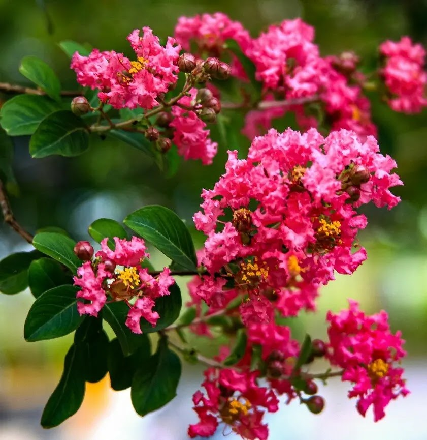 Lagerstroemia indica Rubra repens arbusto tappezzante con fioritura rosso fucsia in giardino