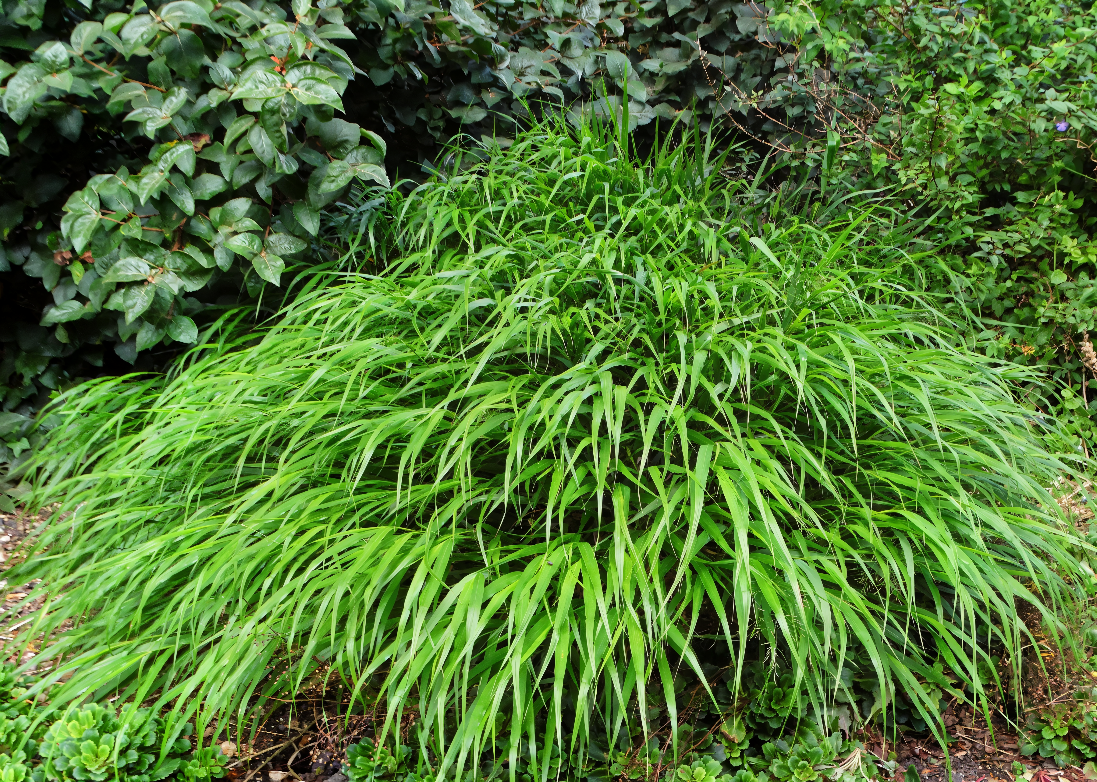 Hakonechloa macra coltivata in vaso da terrazzo