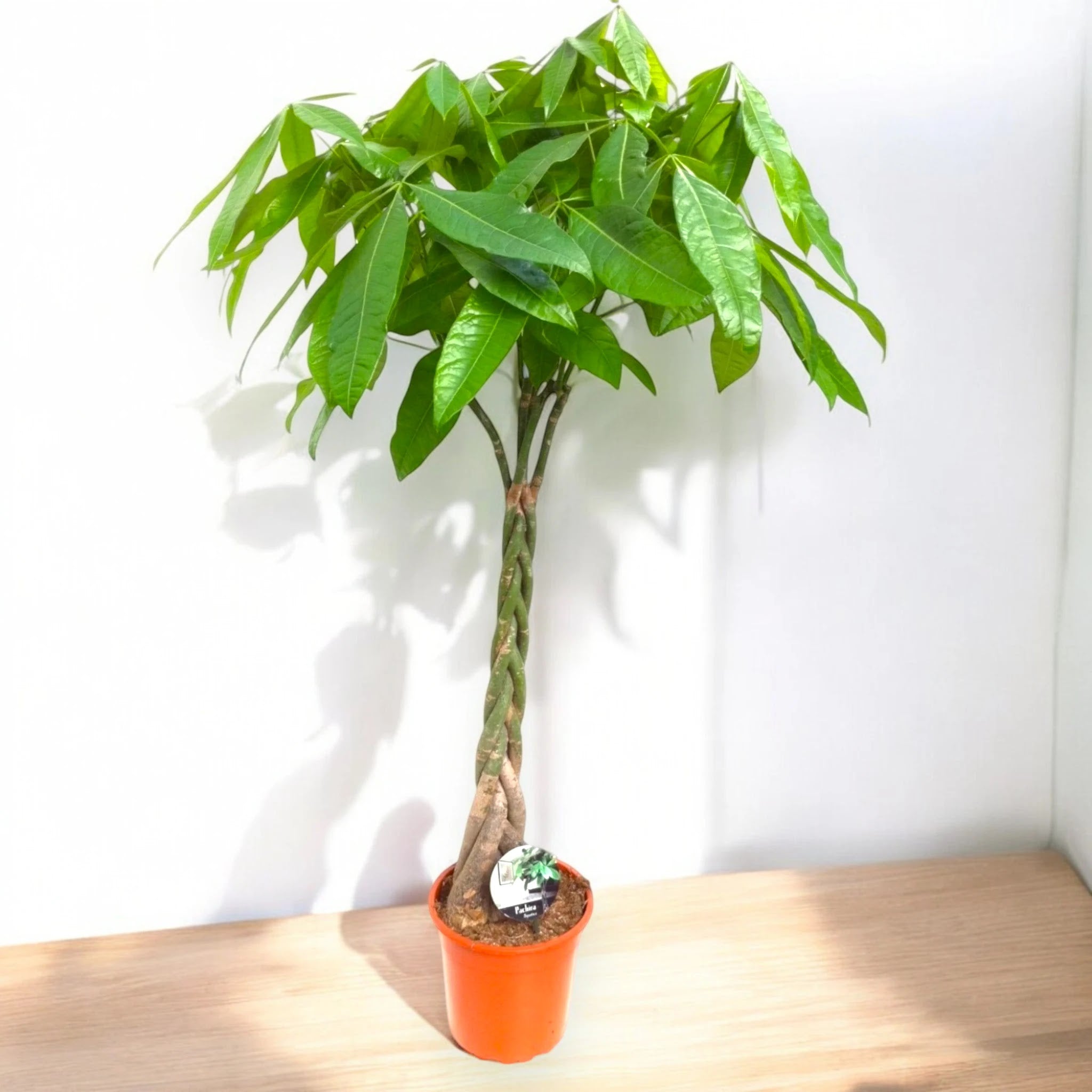 Pachira aquatica