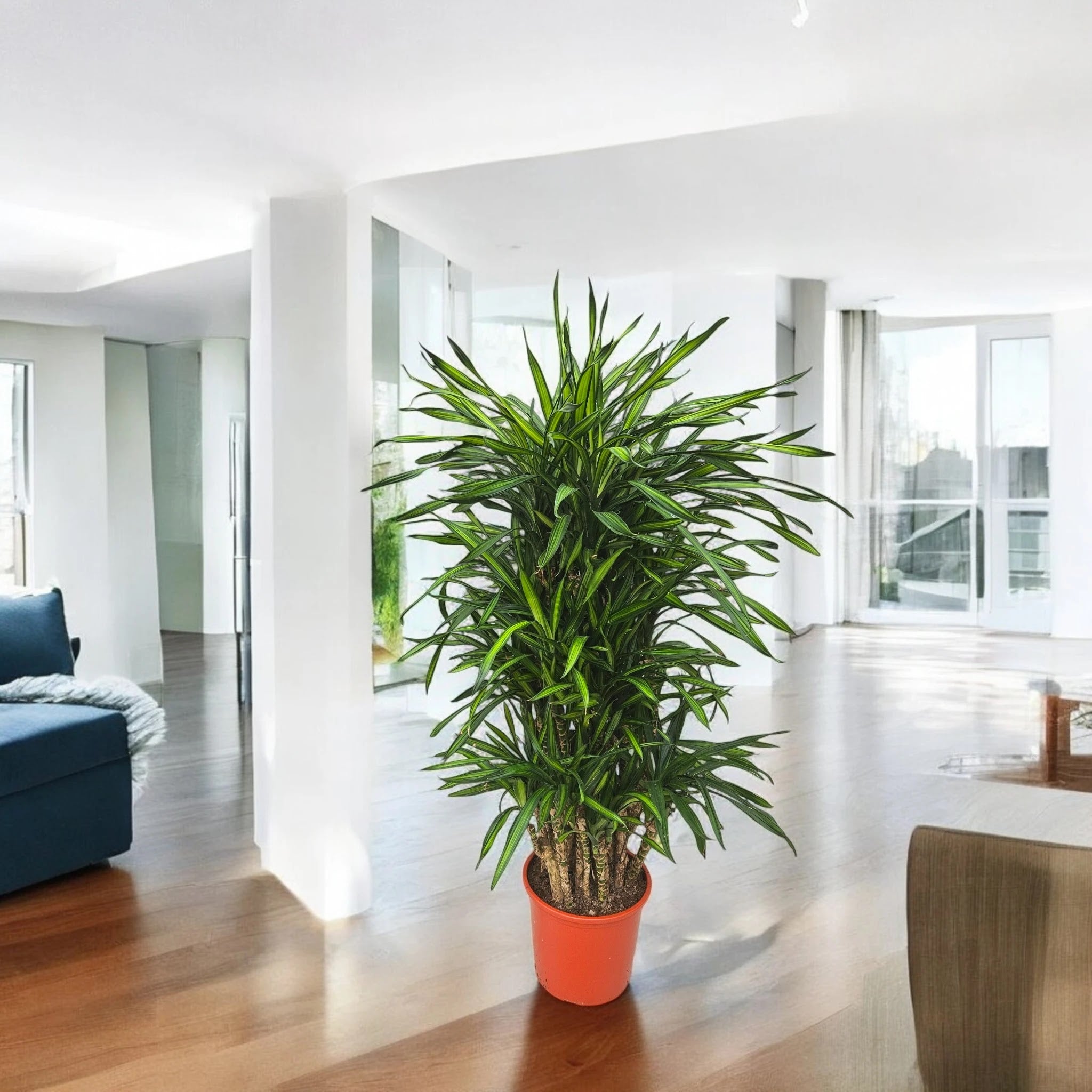 Dracaena fragrans 'Riki'