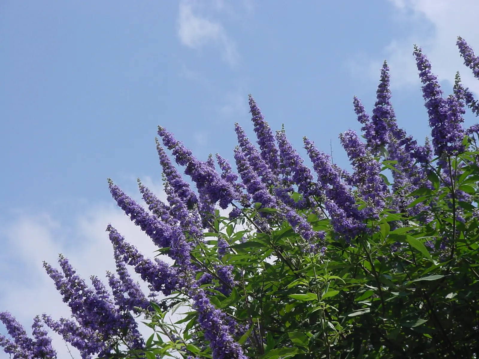 Vitex agnus-castus Galactic Pink arbusto fiorito con spighe rosa chiaro in giardino estivo