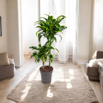 Dracaena fragrans 'Dorado'